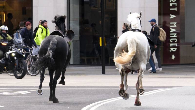 Two horses on the loose bolt through the streets of London near Aldwych. Picture date: Wednesday April 24, 2024. (Photo by Jordan Pettitt/PA Images via Getty Images)