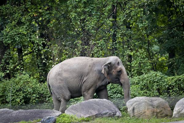 New York court to decide whether elephants have human rights