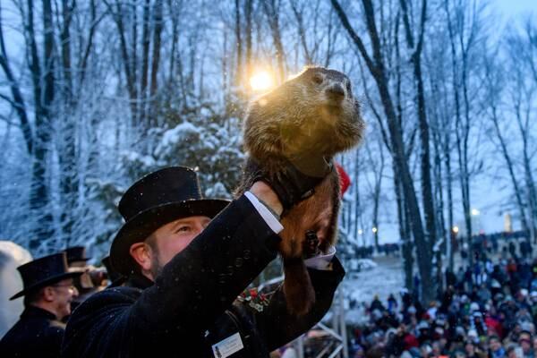 PETA calls for Punxsutawney Phil to be replaced with tree