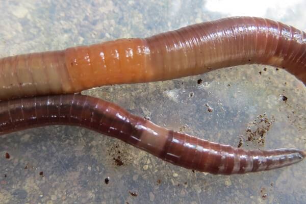 Watch out, gardeners: Invasive jumping worms reported in 34 states