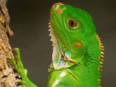 Florida forecasters warn of falling iguanas during cold snap